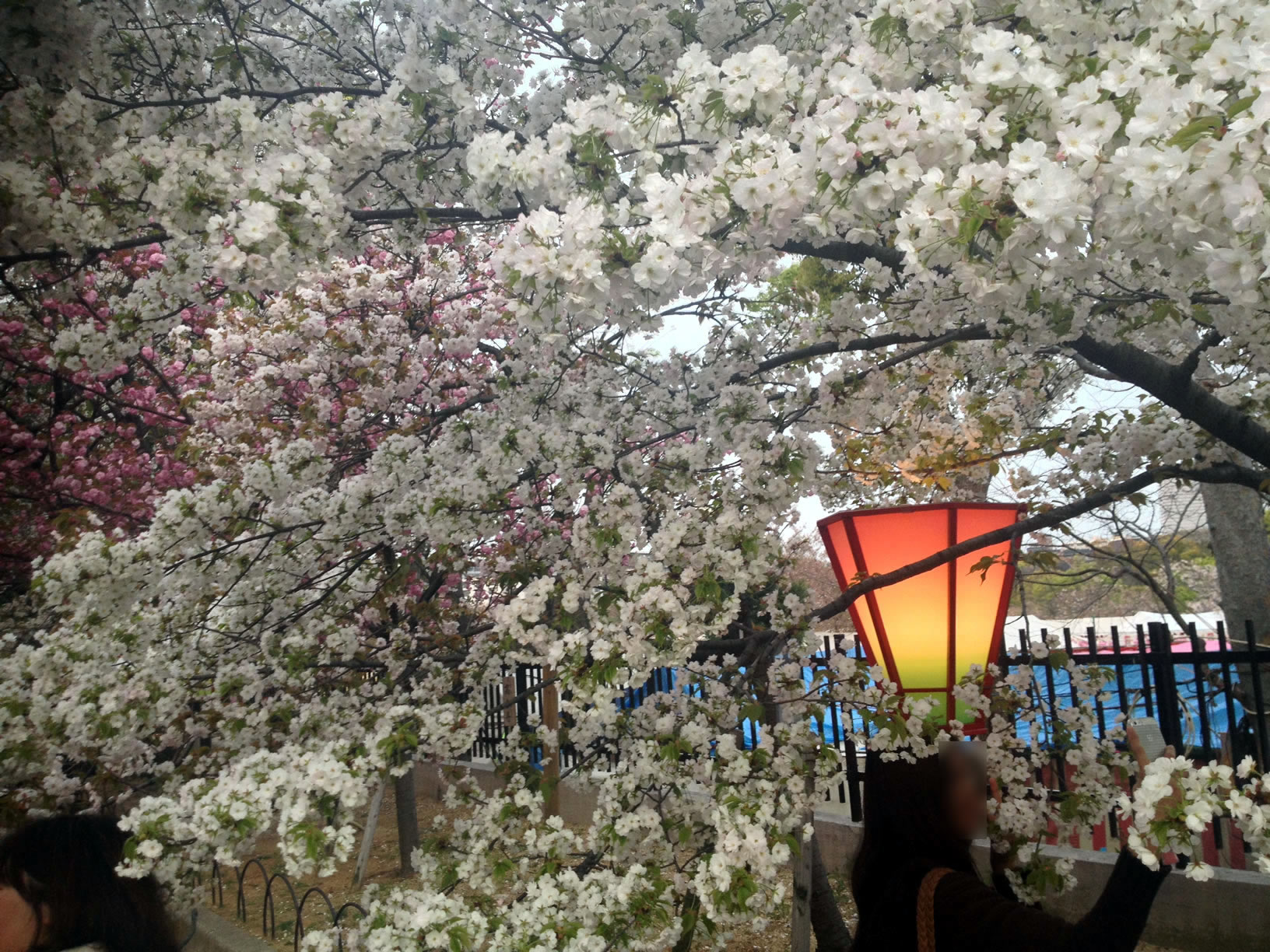 2014年の造幣局桜の通り抜け18 2014年の造幣局桜の通り抜け18